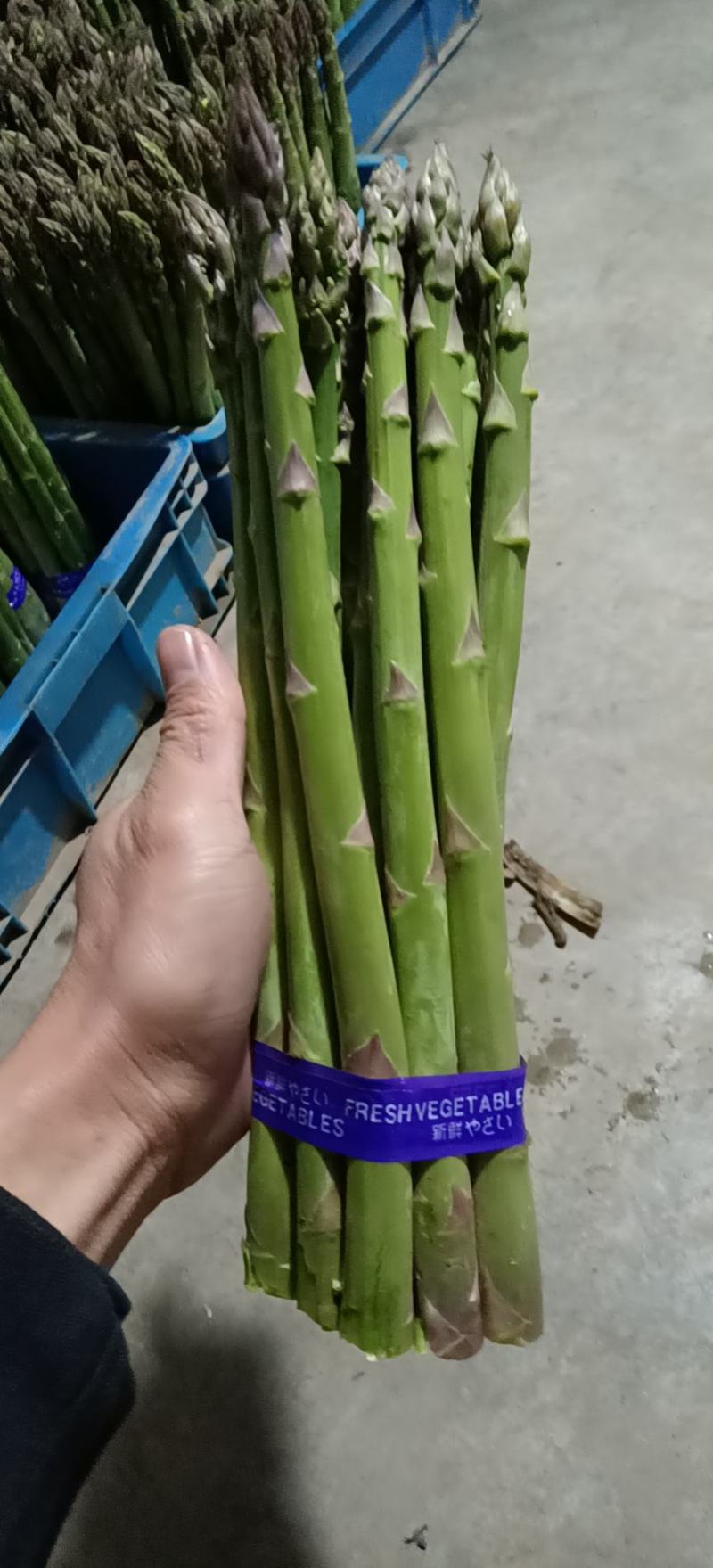 上海崇明绿芦笋基地直销
