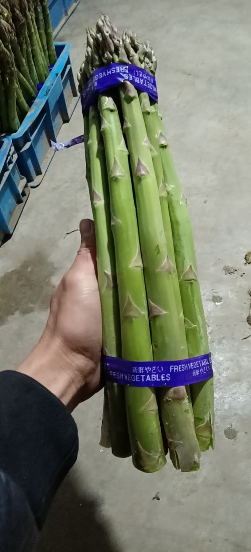 上海崇明绿芦笋基地直销