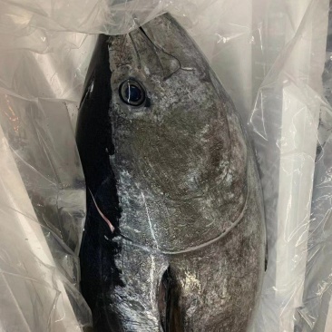 蓝鳍金枪鱼，北方蓝鳍金枪鱼120~800斤规格