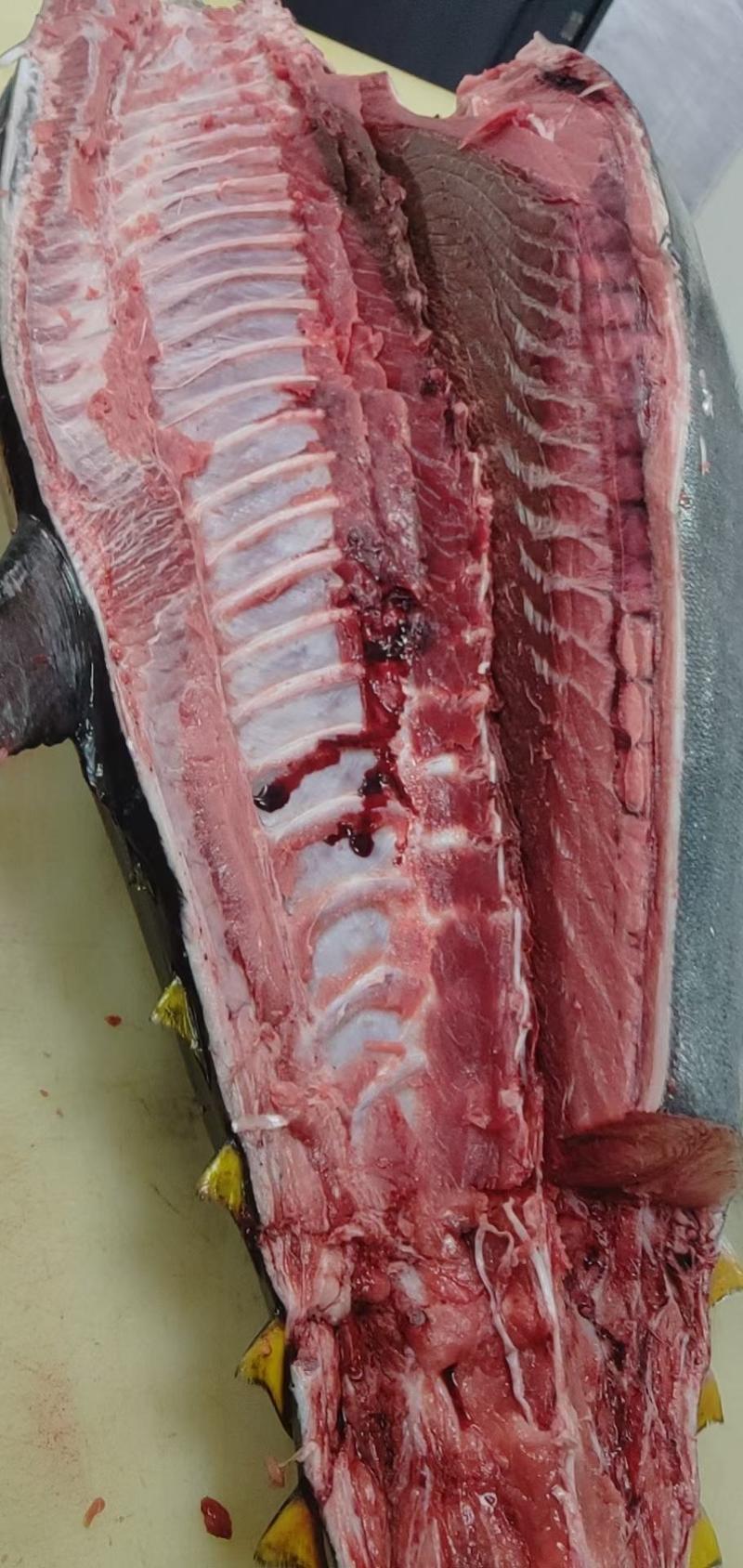 蓝鳍金枪鱼，西班牙蓝鳍金枪鱼120~800斤规格