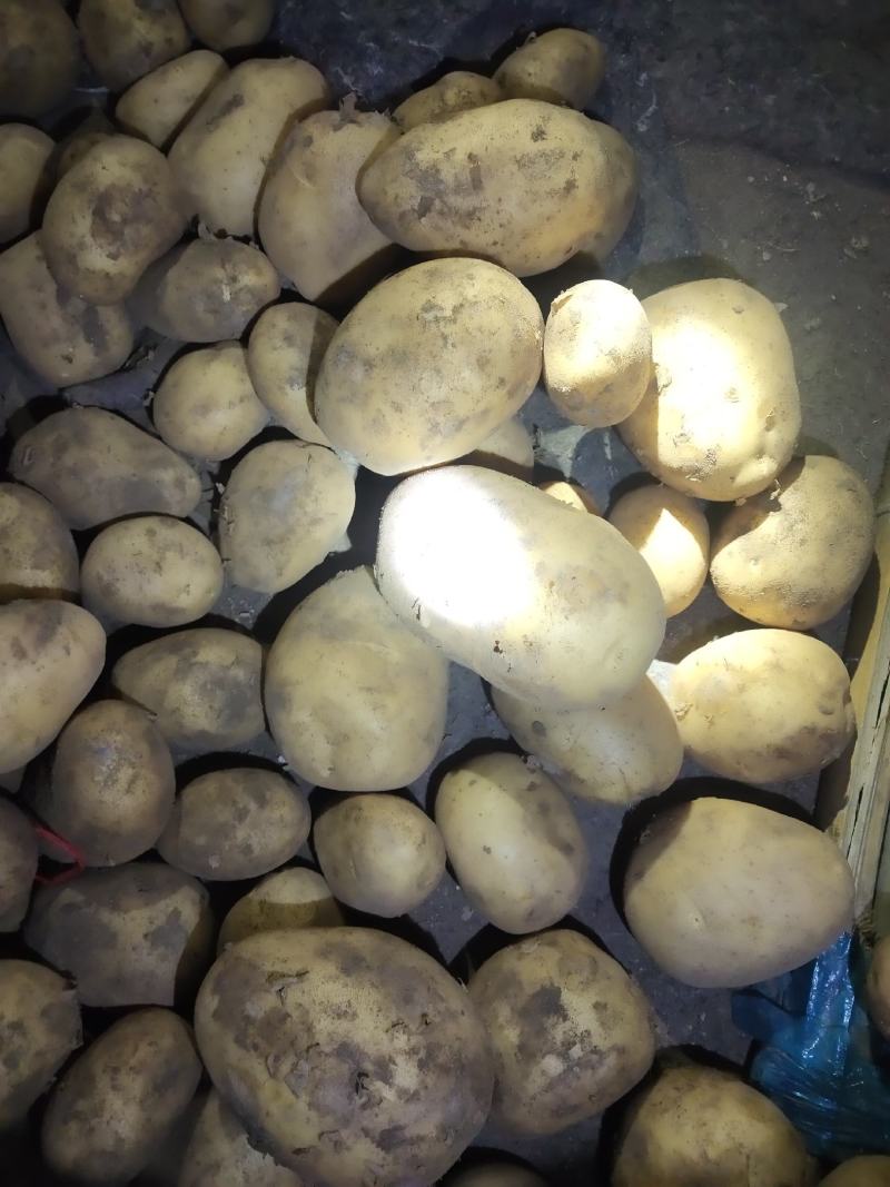 内蒙土豆v7土豆沃土西森黄心土豆