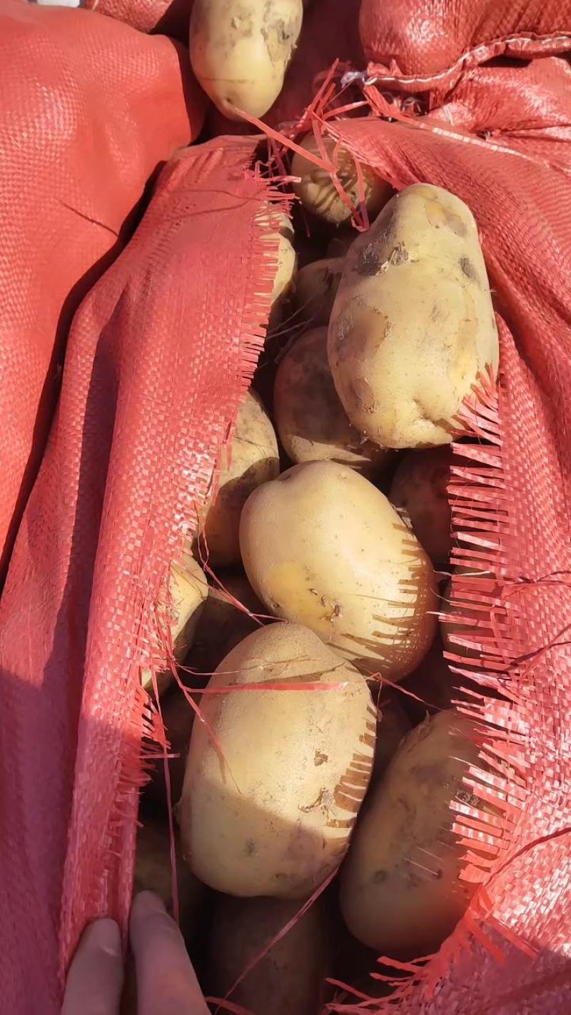 内蒙土豆v7土豆沃土西森黄心土豆