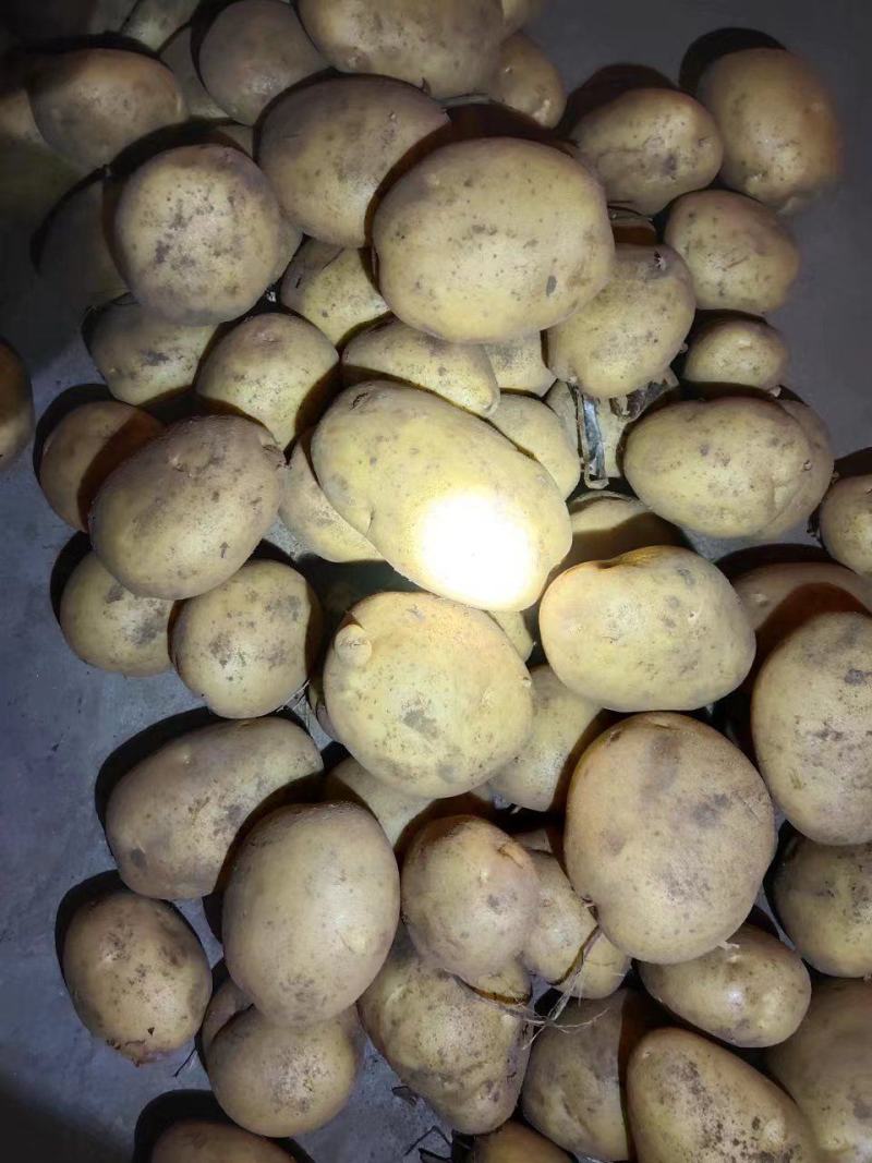 内蒙土豆v7土豆沃土西森黄心土豆