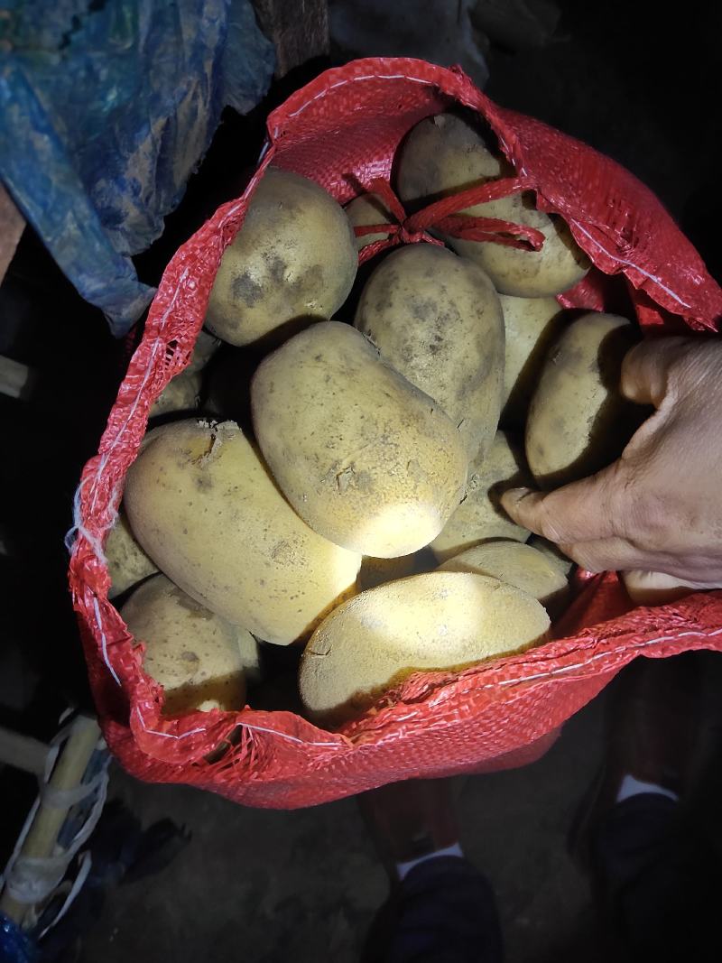 内蒙土豆v7土豆沃土西森黄心土豆