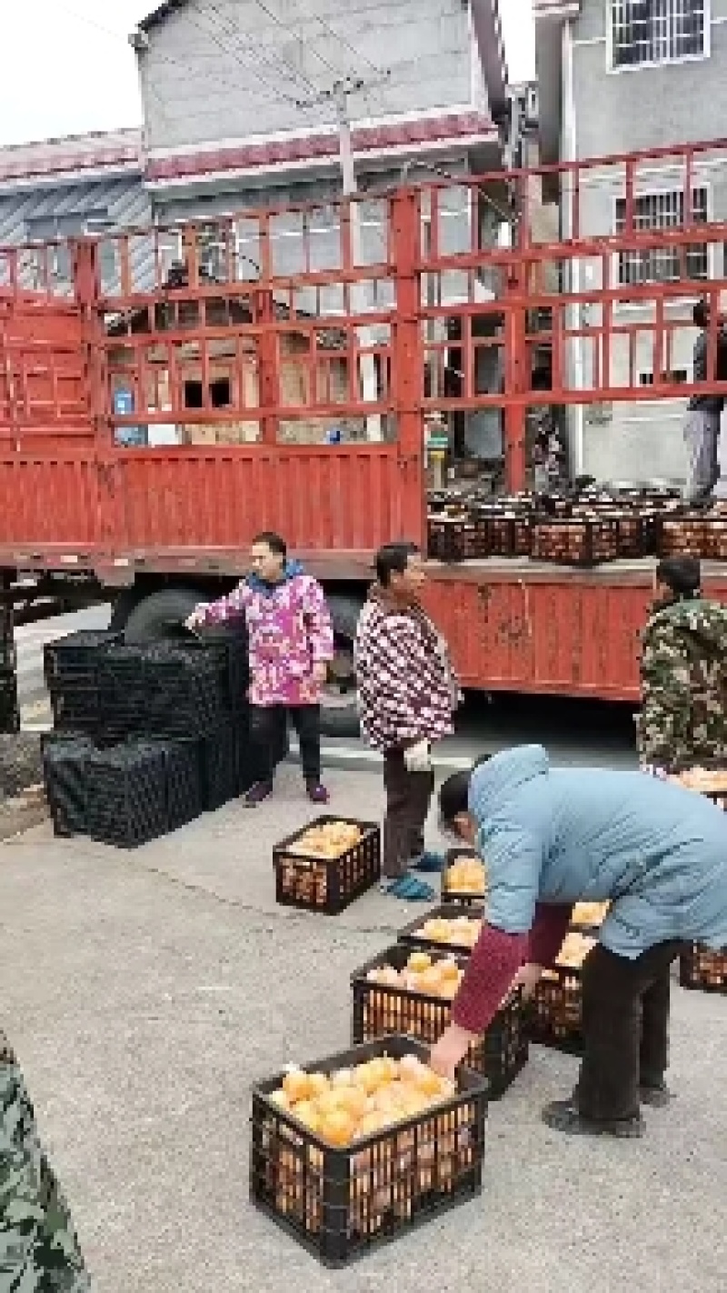 麻阳高山塔罗科血橙，