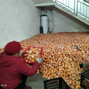 麻阳高山塔罗科血橙，