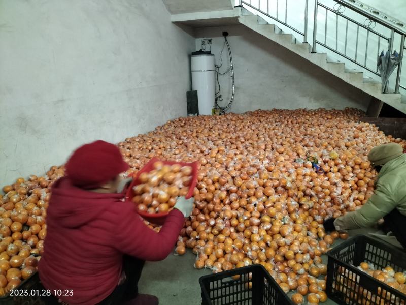 麻阳高山塔罗科血橙，
