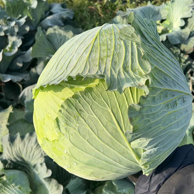 【扁包菜】湖北扁包菜，一手货源，质量保证，全国发货