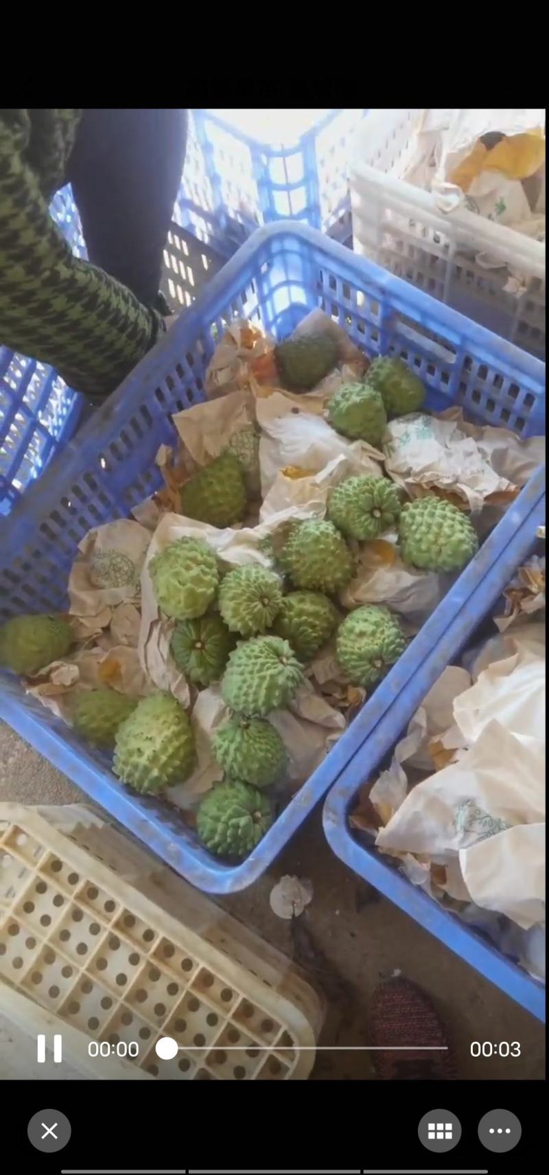 凤梨释迦