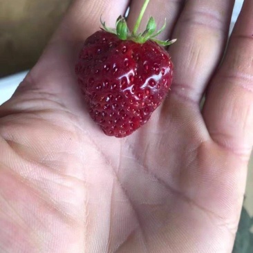 黑草莓苗，黑珍珠草莓苗口感香甜水分足，