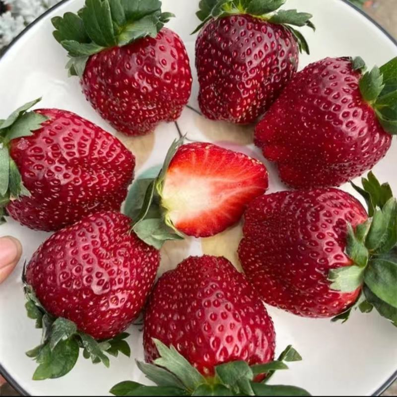 黑草莓苗，黑珍珠草莓苗口感香甜水分足，