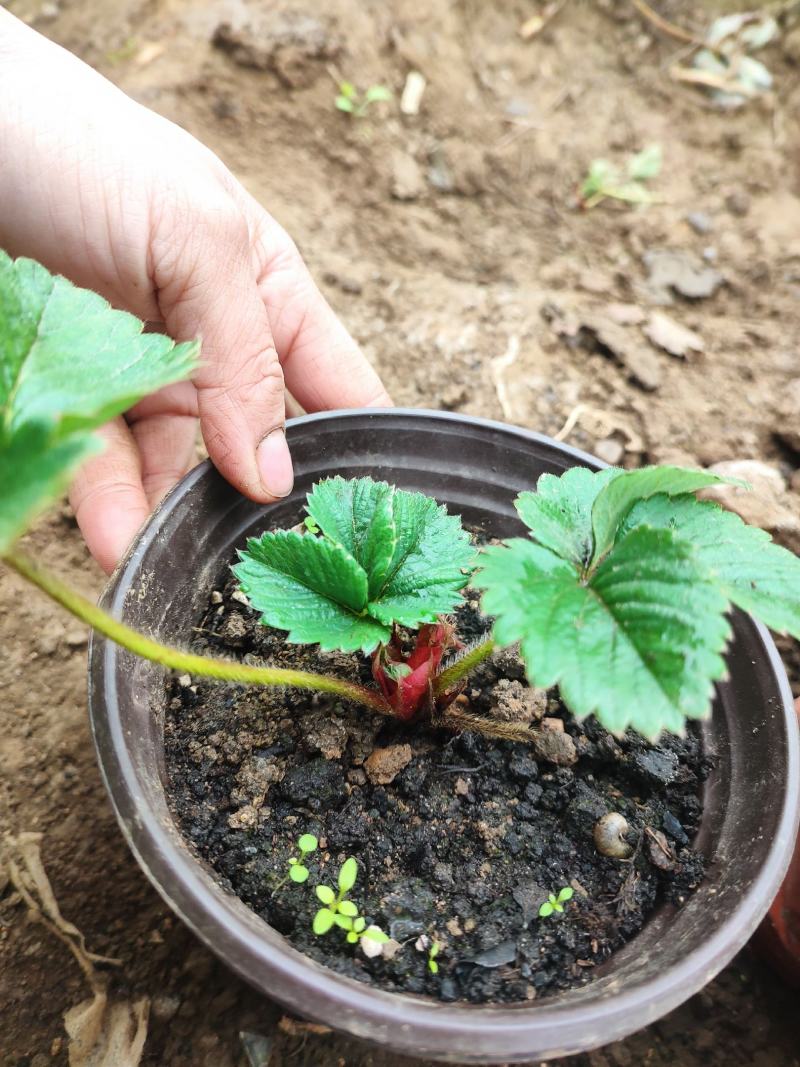 黑草莓苗，黑珍珠草莓苗口感香甜水分足，