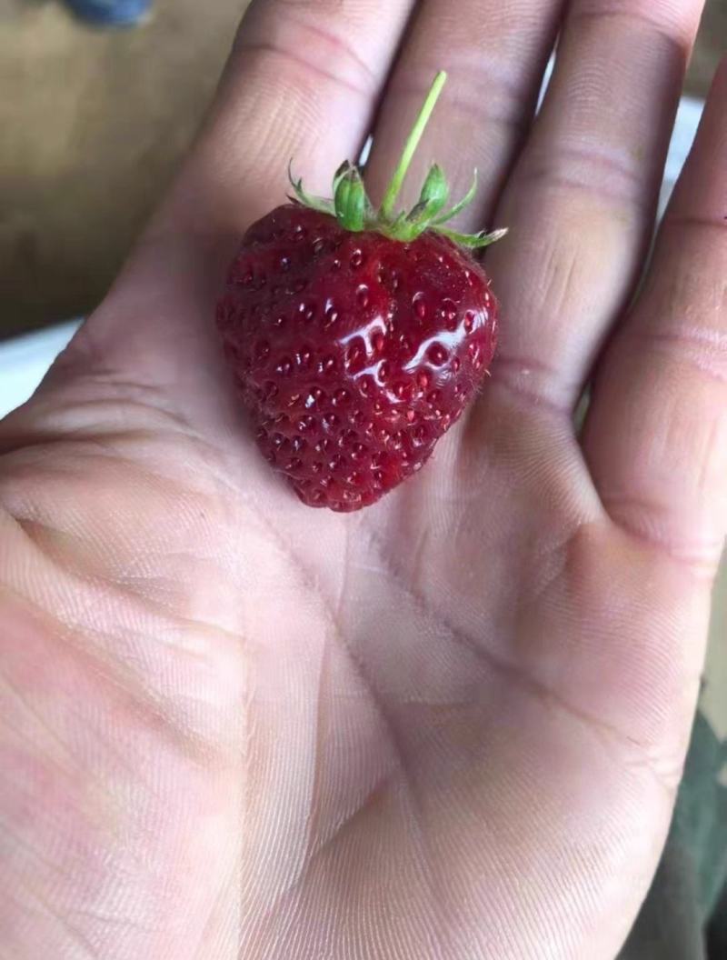 黑草莓苗，黑珍珠草莓苗口感香甜水分足，
