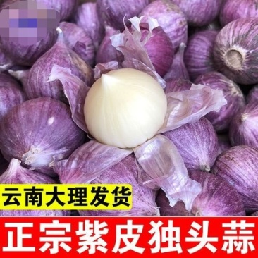 云南大理弥渡红皮独头蒜2025年冷库蒜大量上市代办代收