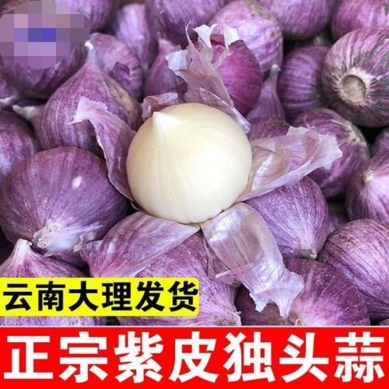 云南大理弥渡红皮独头蒜2025年冷库蒜大量上市代办代收