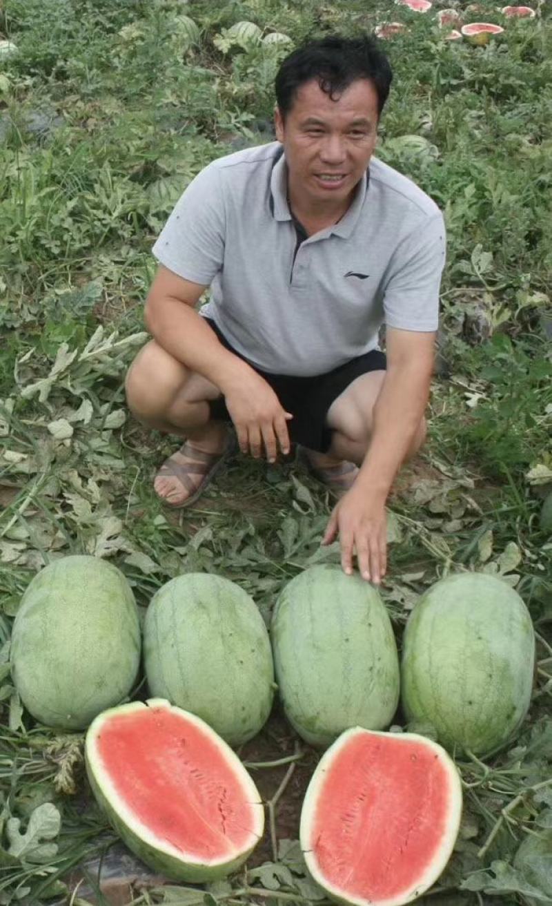 绿之秀西瓜种子豫艺创世纪中早熟抗病大果不裂瓜单瓜重20斤