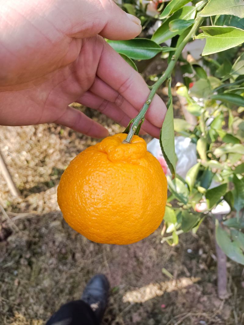 不知火丑橘