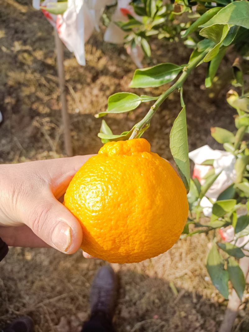 不知火丑橘