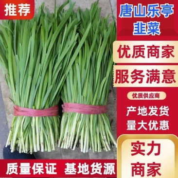 乐亭万亩大棚韭菜大量上市，根粗叶肥需要的客商可以联系货源