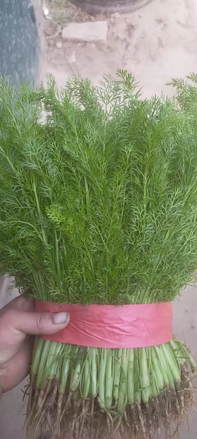 精品茴香产地直销保质保量