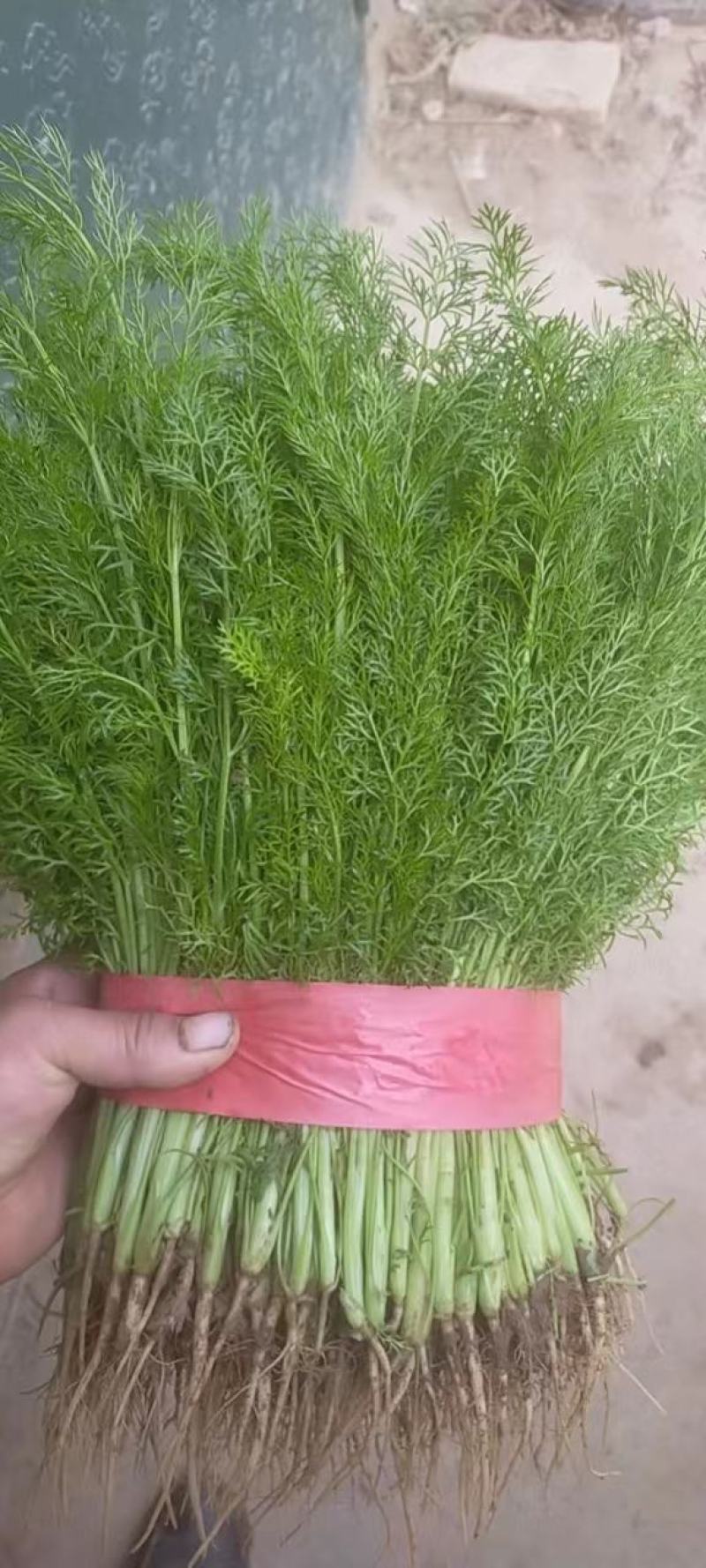 精品茴香产地直销保质保量