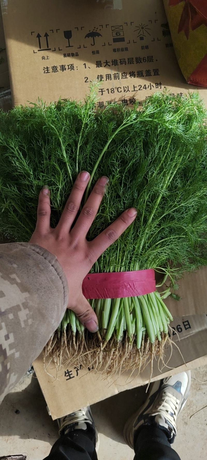 精品茴香产地直销保质保量