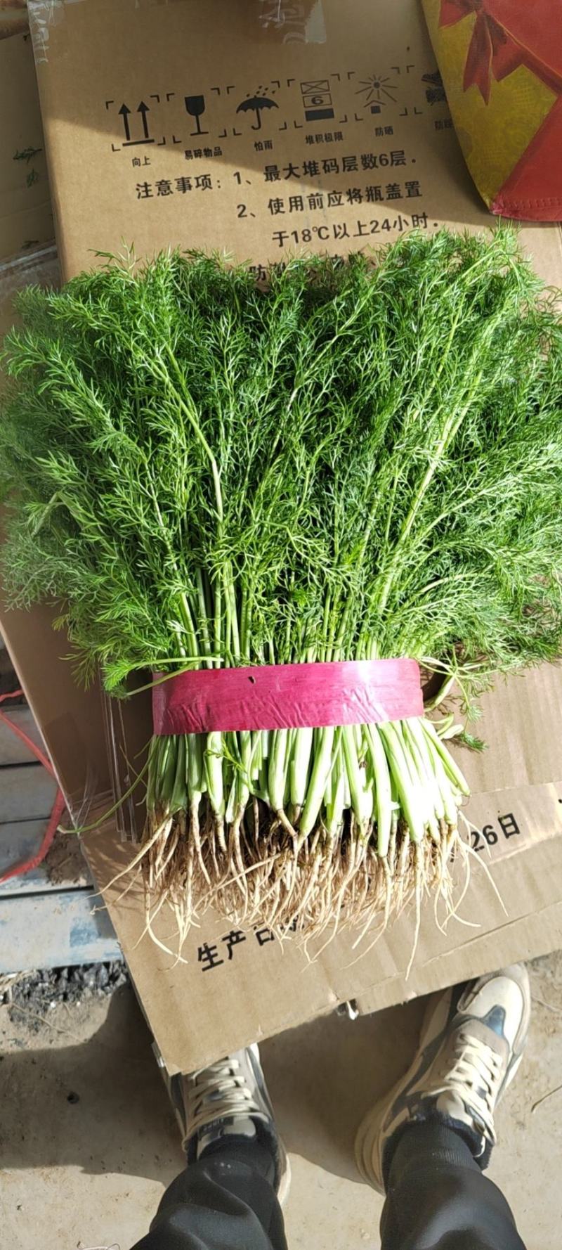 精品茴香产地直销保质保量