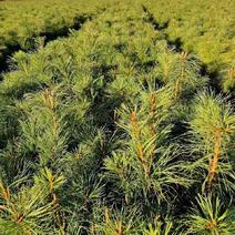 四年生红松树苗，大量批发，货源大