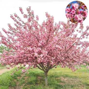 樱花苗樱花树苗嫁接早樱花苗，嫁接晚樱花苗，工程绿化苗