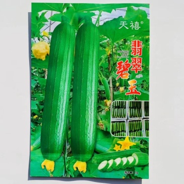 油绿丝瓜种子短棒油皮丝瓜种籽早熟高产耐寒春秋油丝瓜油绿