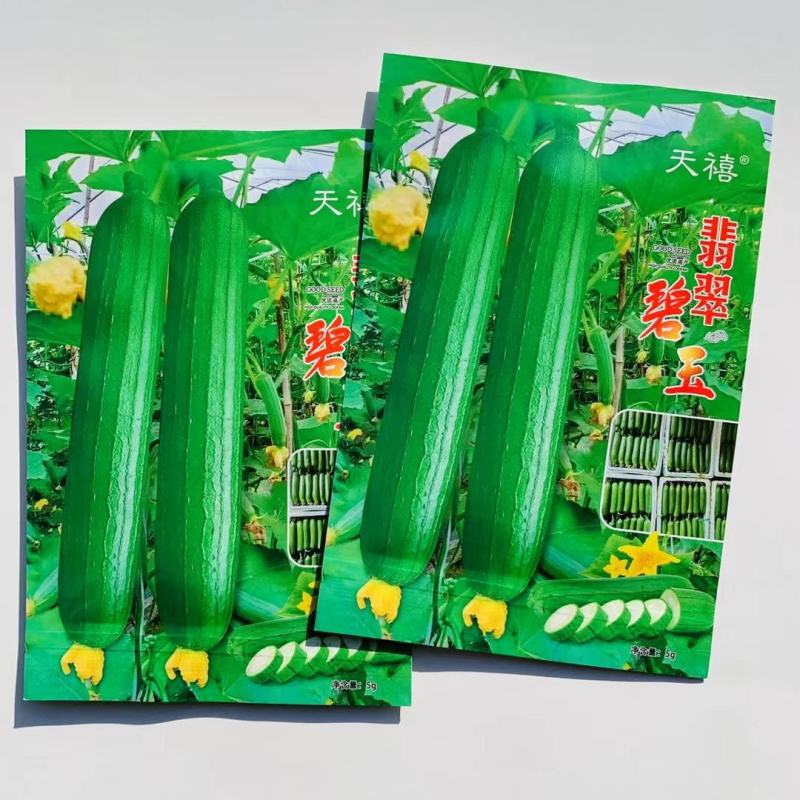 油绿丝瓜种子短棒油皮丝瓜种籽早熟高产耐寒春秋油丝瓜油绿
