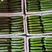 油绿丝瓜种子短棒油皮丝瓜种籽早熟高产耐寒春秋油丝瓜油绿