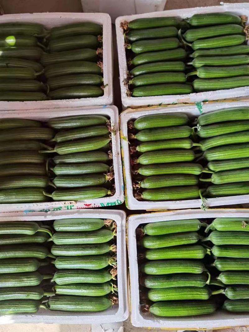 油绿丝瓜种子短棒油皮丝瓜种籽早熟高产耐寒春秋油丝瓜油绿