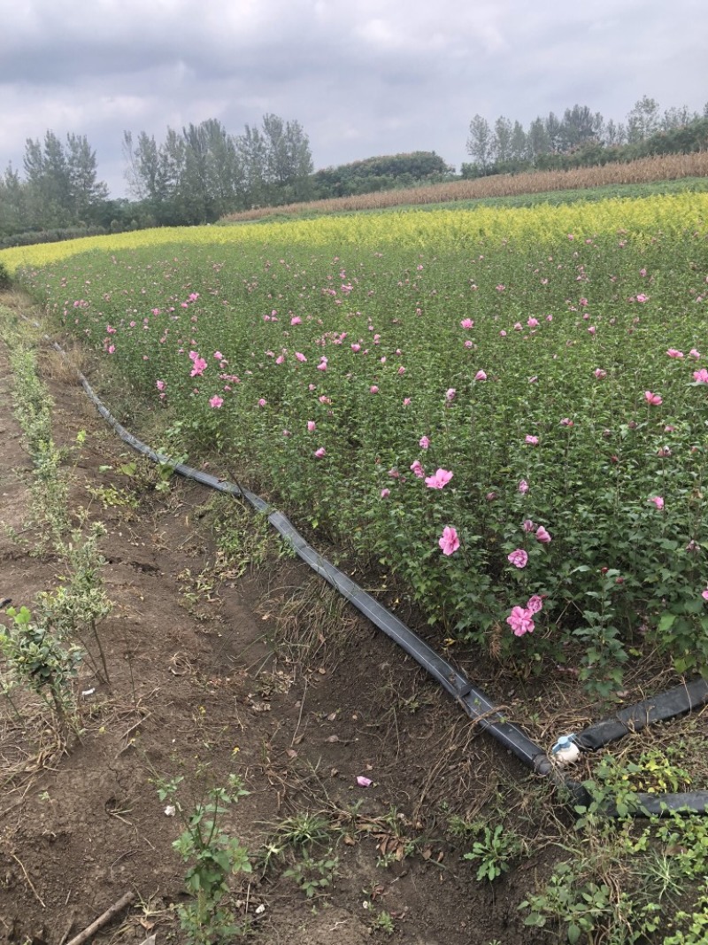 木槿树苗批发南北方种植基地直销室内室外盆栽