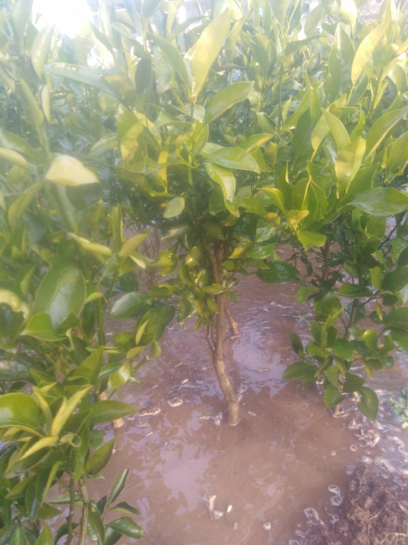 春见柑橘苗