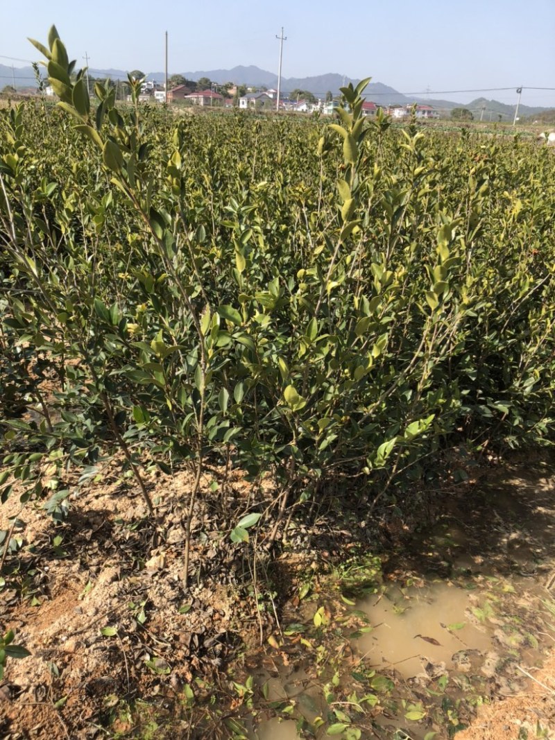 湖南优质高产嫁接油茶苗！长期低价出售各种规格油茶苗