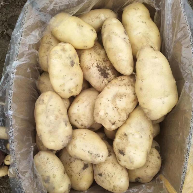 广东惠东土豆数万亩新鲜供应，