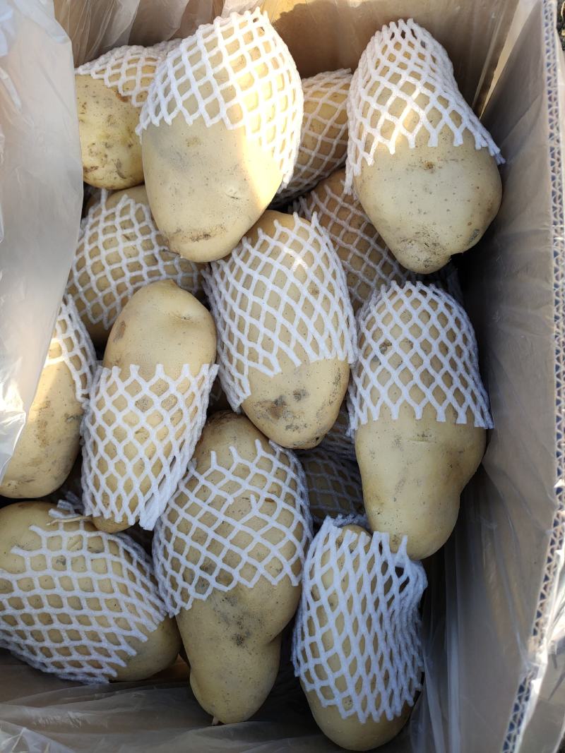 广东惠东土豆数万亩新鲜供应，