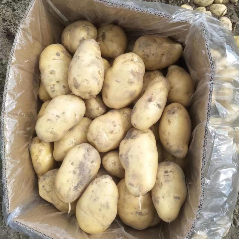 广东惠东土豆数万亩新鲜供应，