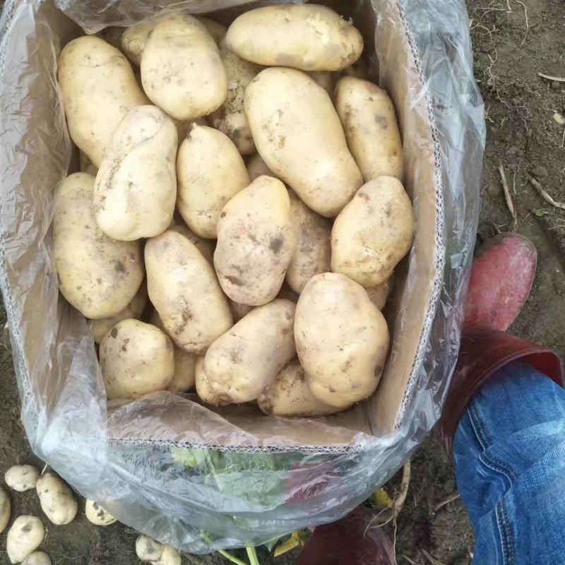 广东惠东土豆数万亩新鲜供应，