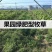 鼠茅草种子果园绿肥草种鼠茅草草坪种子四季可播种发芽