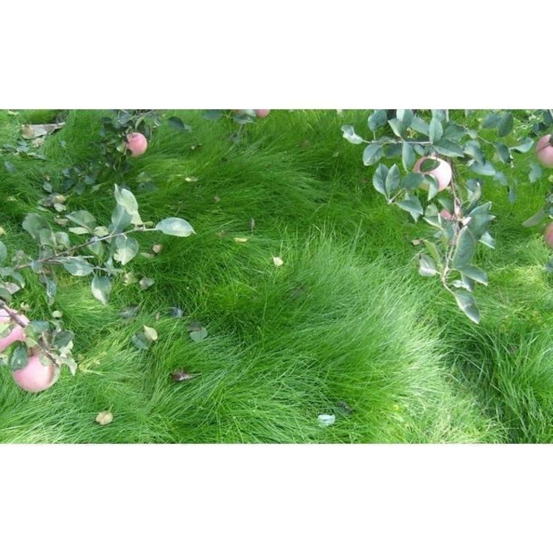 鼠茅草种子果园绿肥草种鼠茅草草坪种子四季可播种发芽
