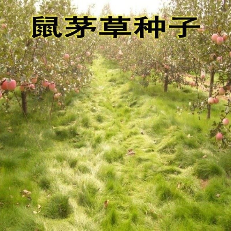 鼠茅草种子果园绿肥草种鼠茅草草坪种子四季可播种发芽