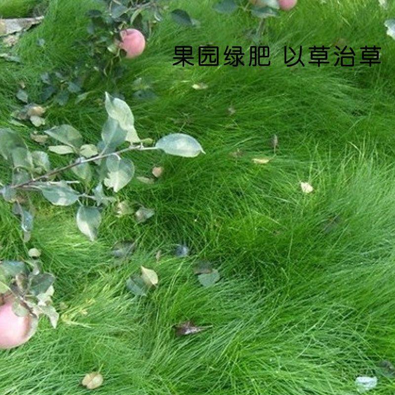 鼠茅草种子果园绿肥草种鼠茅草草坪种子四季可播种发芽