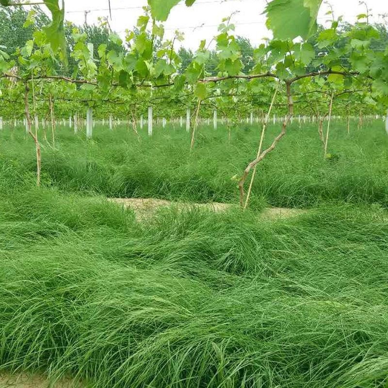 鼠茅草种子果园绿肥草种鼠茅草草坪种子四季可播种发芽