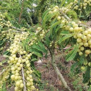 批发大玉余甘果嫁接果苗狮头余甘果苗甜油甘果苗