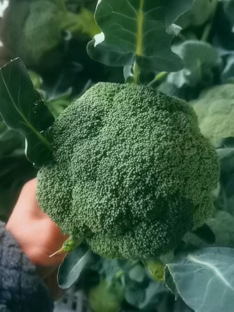 湖北天门西兰花商超品质一手货源质量保证全国发货