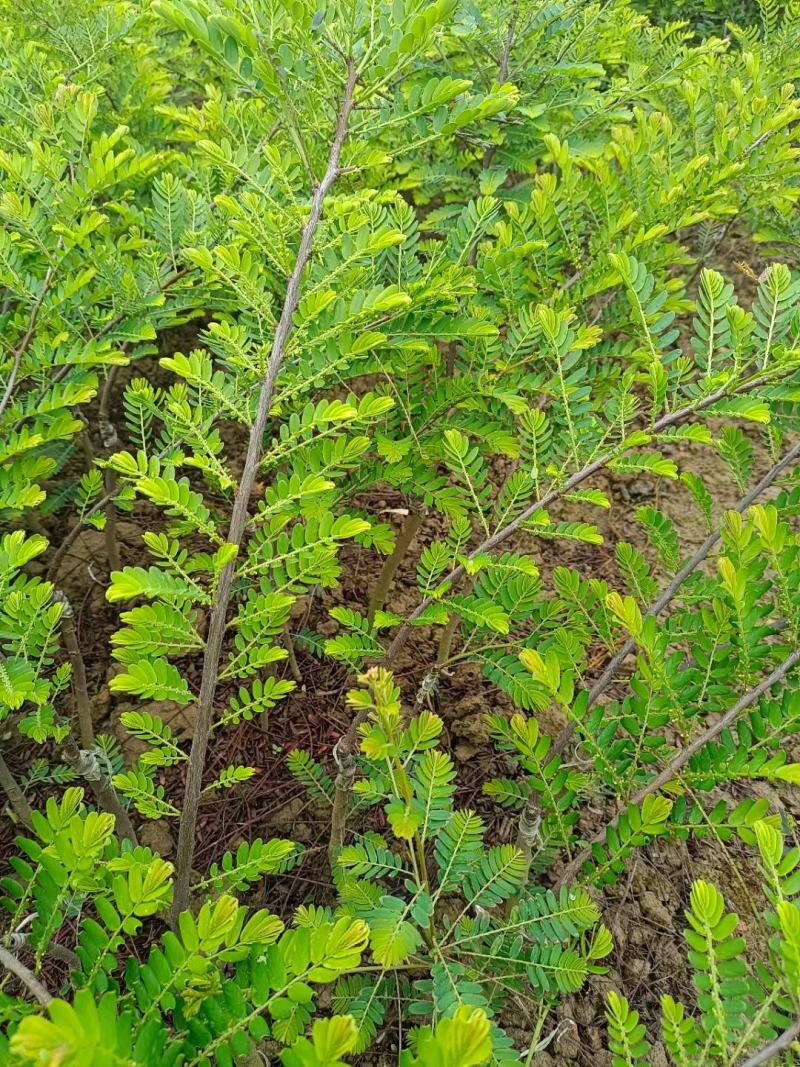 批发大玉余甘果嫁接果苗狮头余甘果苗甜油甘果苗