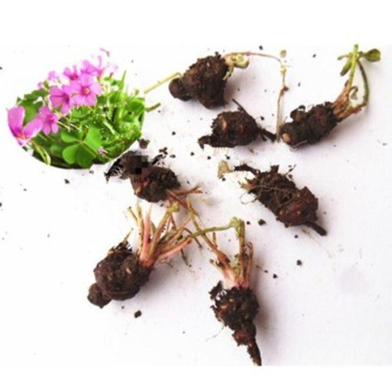 红花炸酱草种根酢浆草红花草矮生工程绿化紫花草种根幸运草