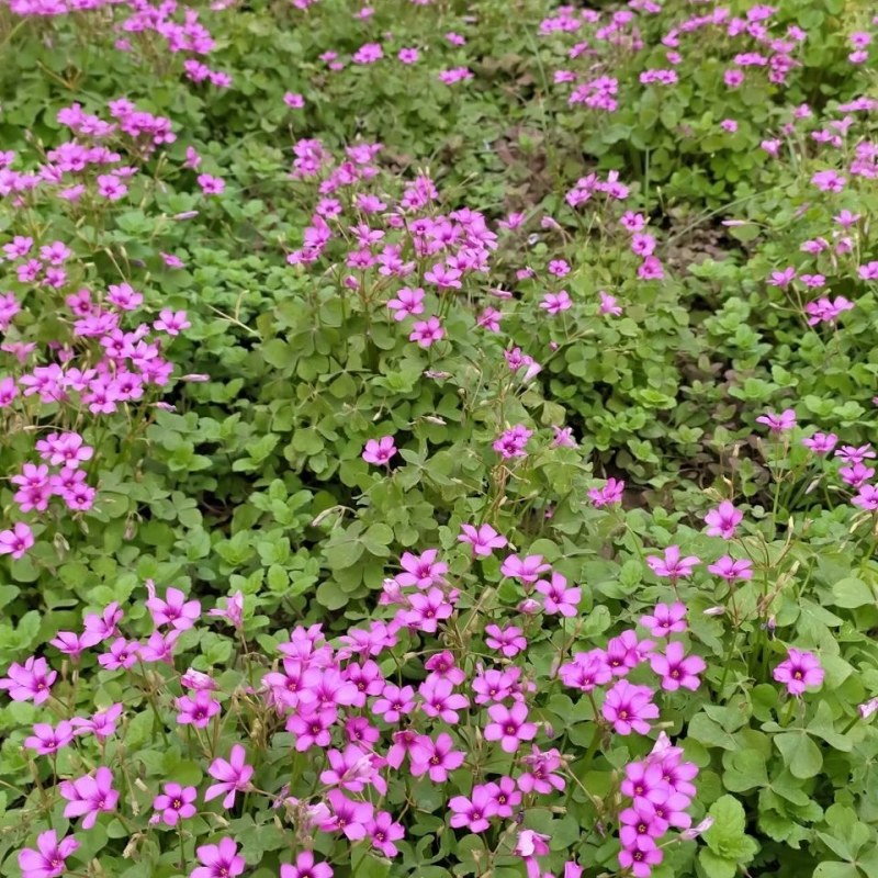 红花炸酱草种根酢浆草红花草矮生工程绿化紫花草种根幸运草